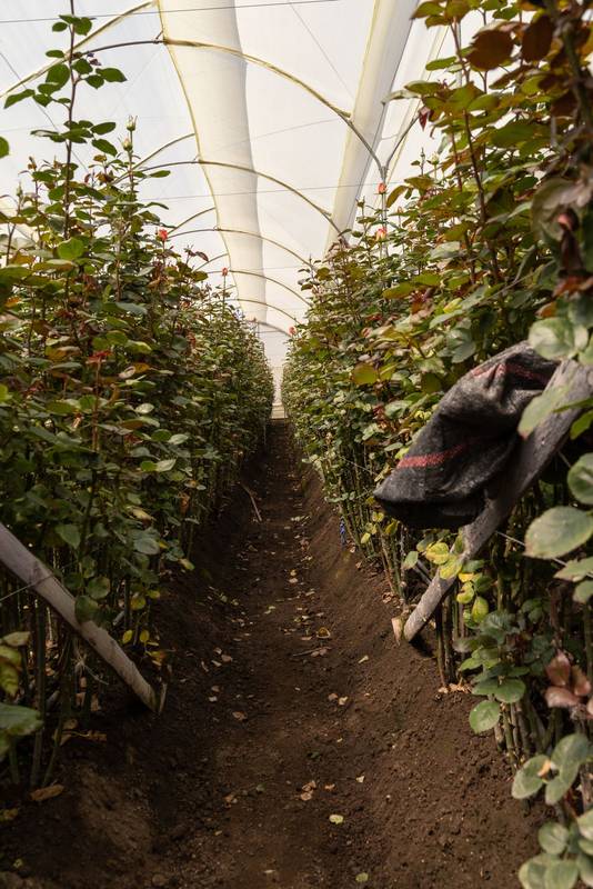 scenery of plastic greenhouse with various plants with flowers