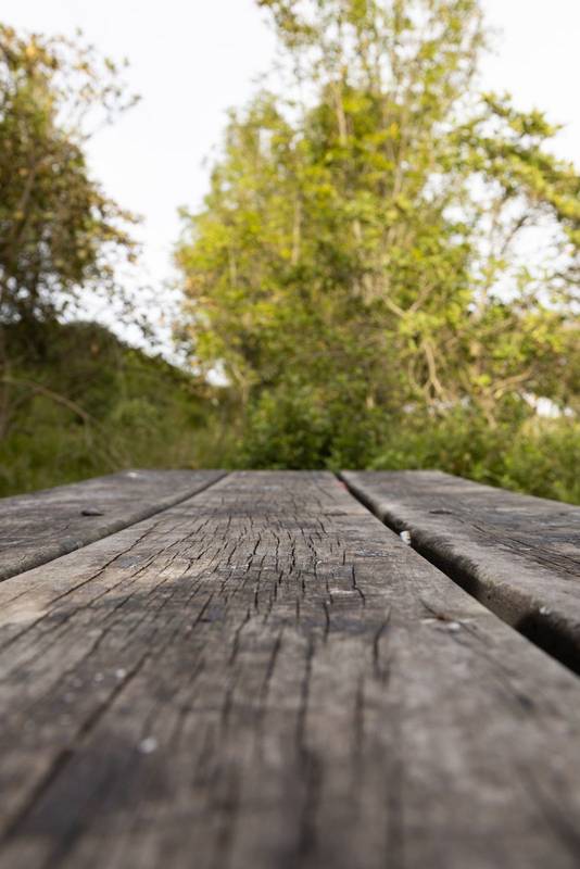 scene with nature on a sunny day, trees in a forest