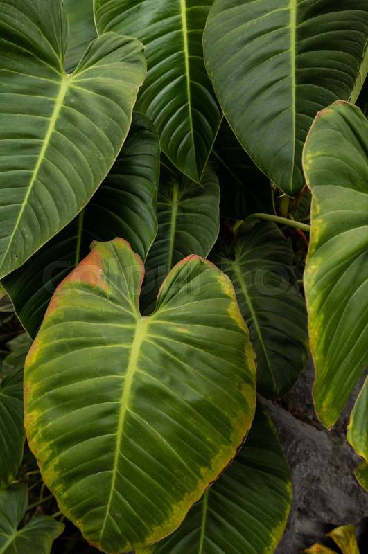 fresh leaves, detail of nature texture in studio, beauty and natural pattern