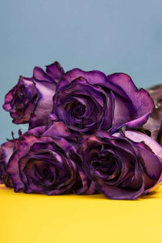 violet roses lying on a colorful background, detail of the petals, beauty of nature and romantic gifts, natural flowers