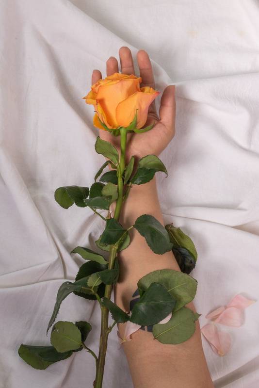 beautiful yellow rose on a hand, detail of the petals, stem and leaves of the flower