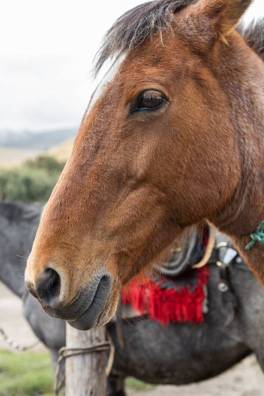 face of a domestic horse, fur and hair texture, domestic animal