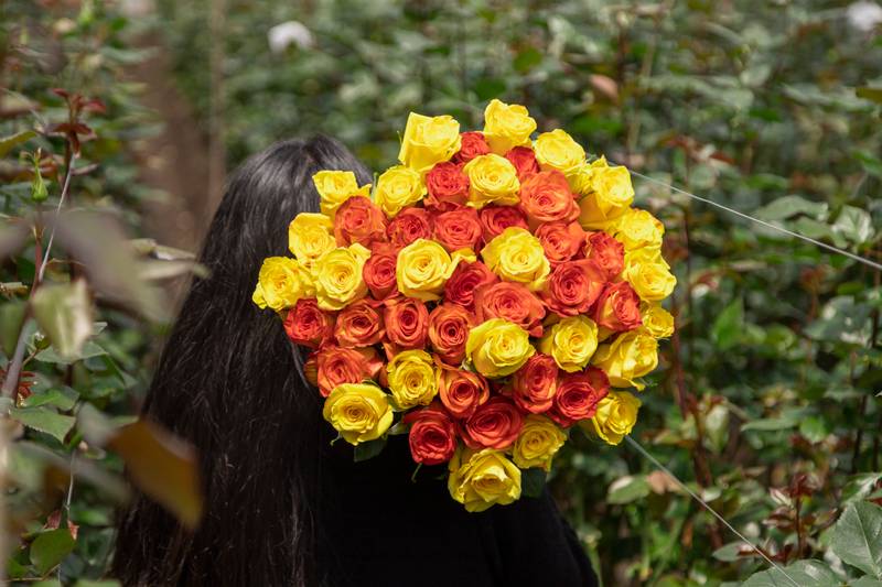 person holding a big bouquet of colorful roses, romantic valentine gift, inside a room, lifestyle