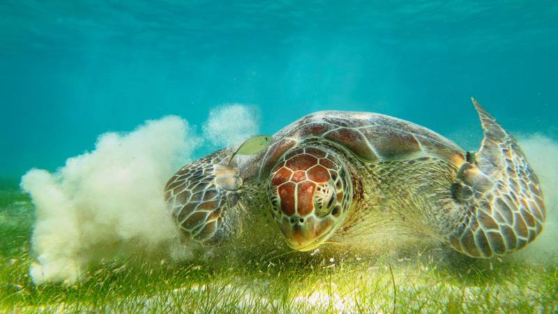 sea ​​turtle flapping in the sea