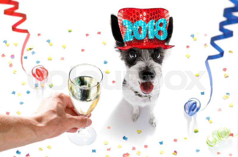 Premium Vector | Funny Jack Russell Terrier Character Drinking Water Vector Illustration 179857065 - View #7