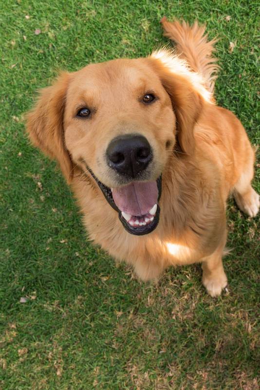 beautiful dogs sitting with tongue out, mammal domestic animal
