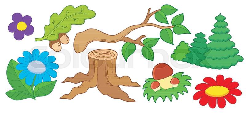 Foto de stock de árbol, coníferos, aislado