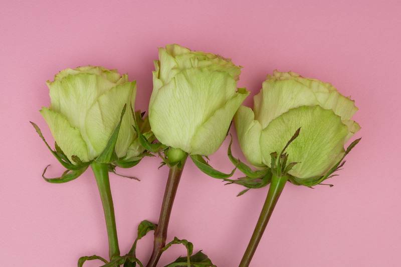 three white roses with leaves on a pink background