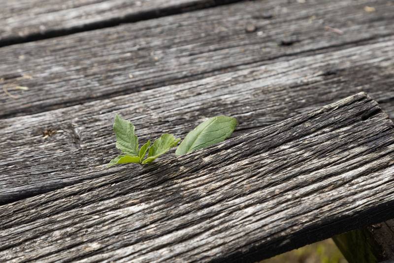 background with wood texture and a small plant growing among the wood