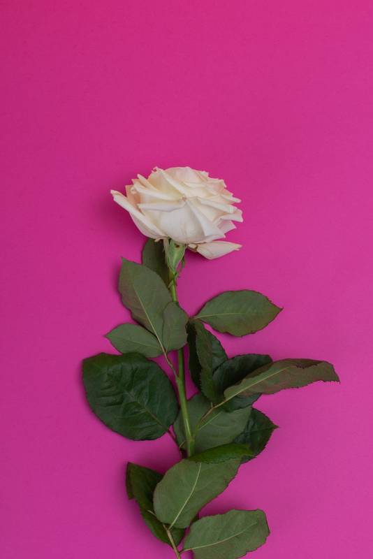white rose with a long stem and several fresh leaves, decorative flower arrangement