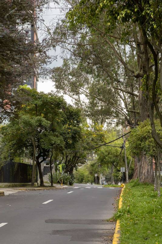 street in the middle of several trees and grass of the city