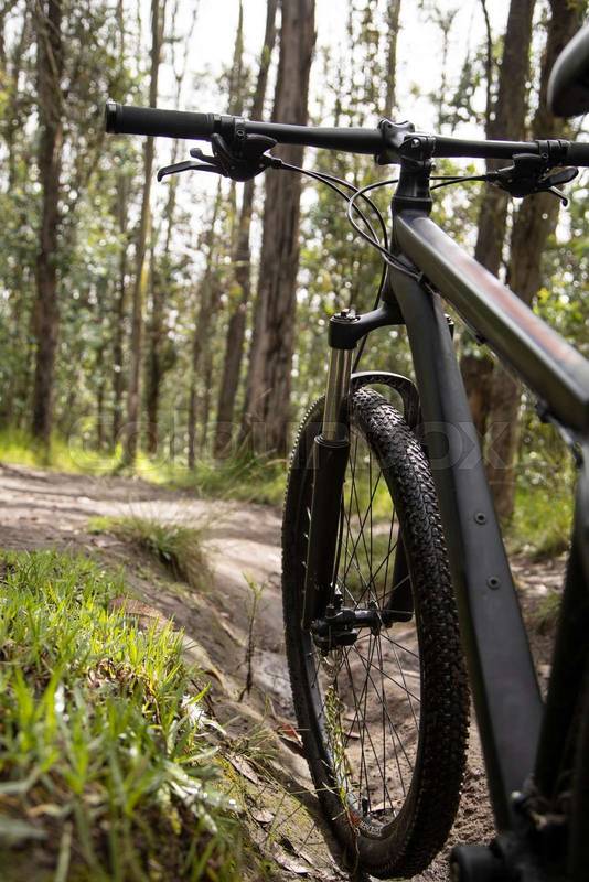 a bicycle that stands on a dirt road in the middle of the forest on a sunny day