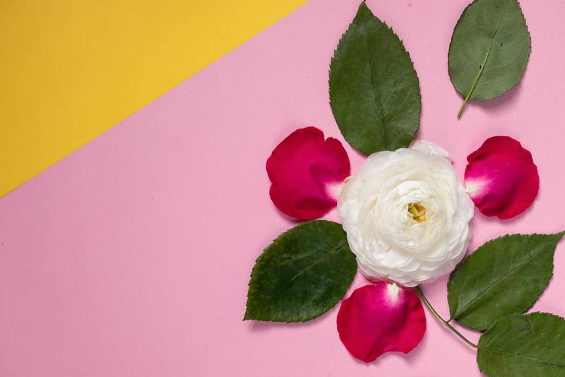 floral design with pink and yellow background, nature and colorful, walllpaper