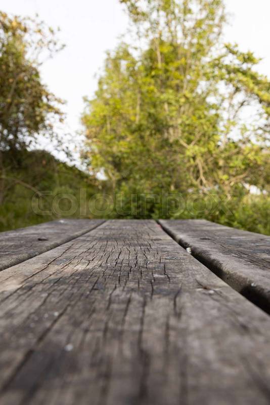scene with nature on a sunny day, trees in a forest