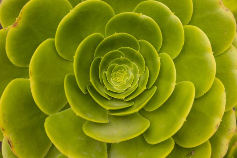 texture of the leaves of a plant with circular shape, organic