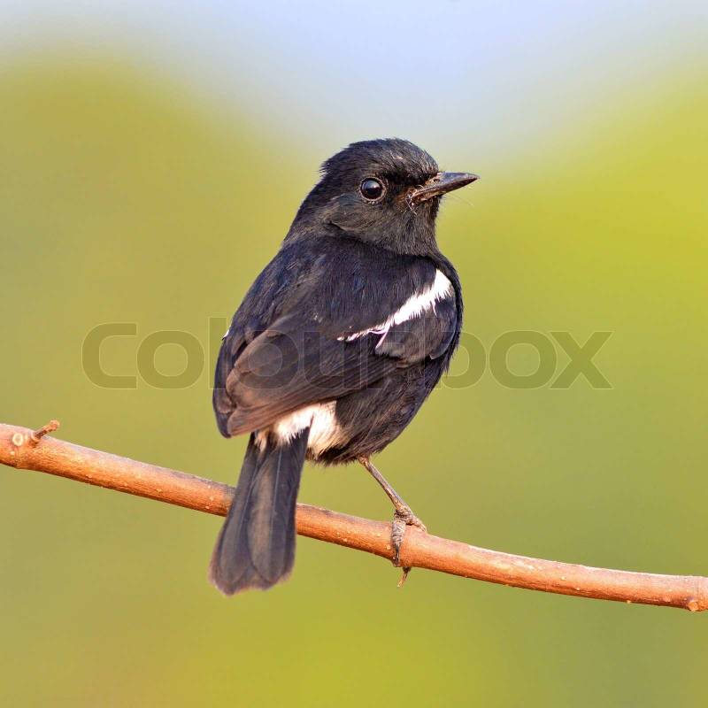 Foto de stock de hermoso, fondo, la