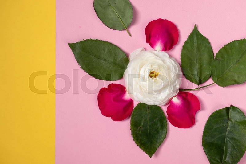 flower head surrounded with pink rose petals and fresh leaves, floral design