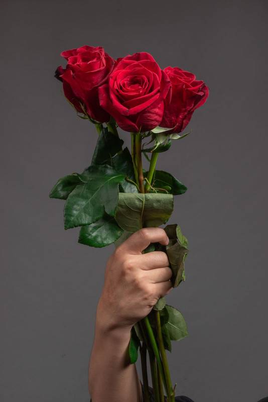 red rose, beauty of nature, close up to the petals of the natural flower, gift