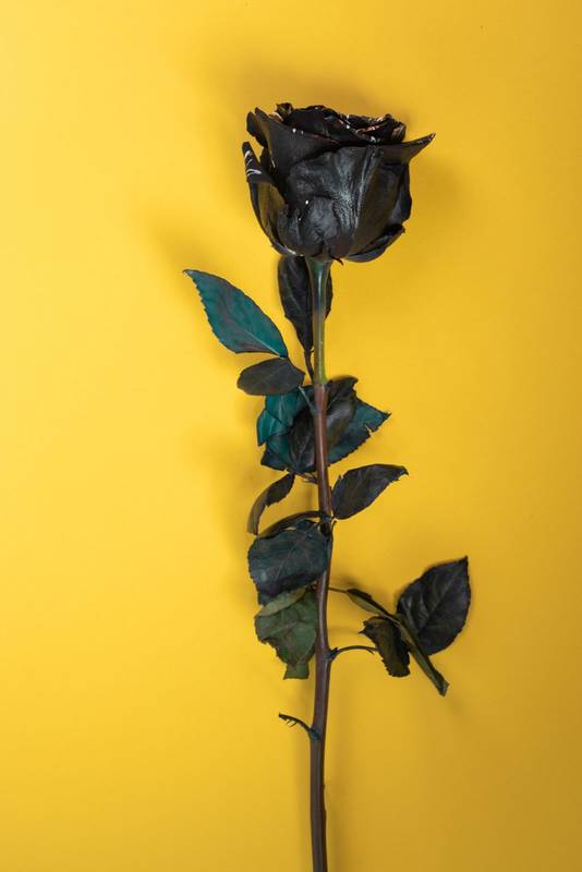 single flower with long stem and leaves, beauty of nature, symbol of love