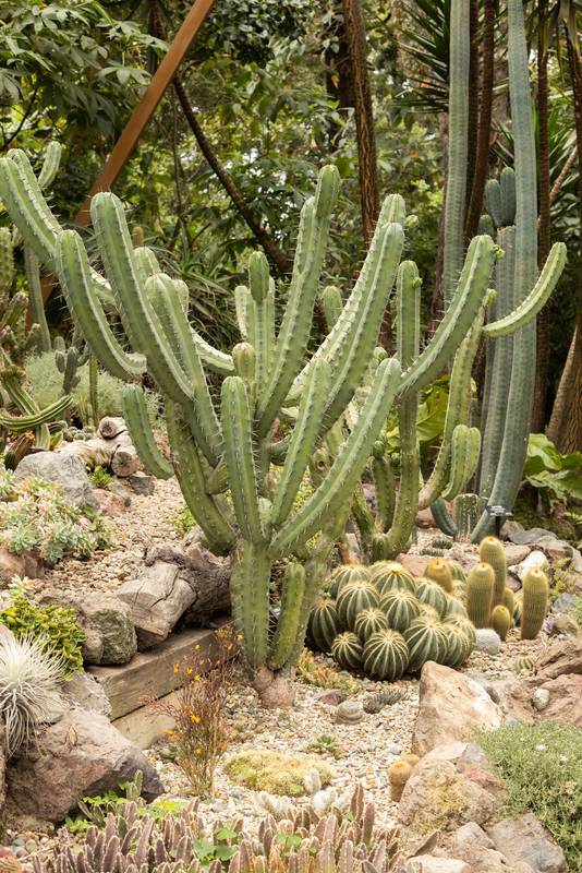 cactus as decoration in a garden with other plants, nature