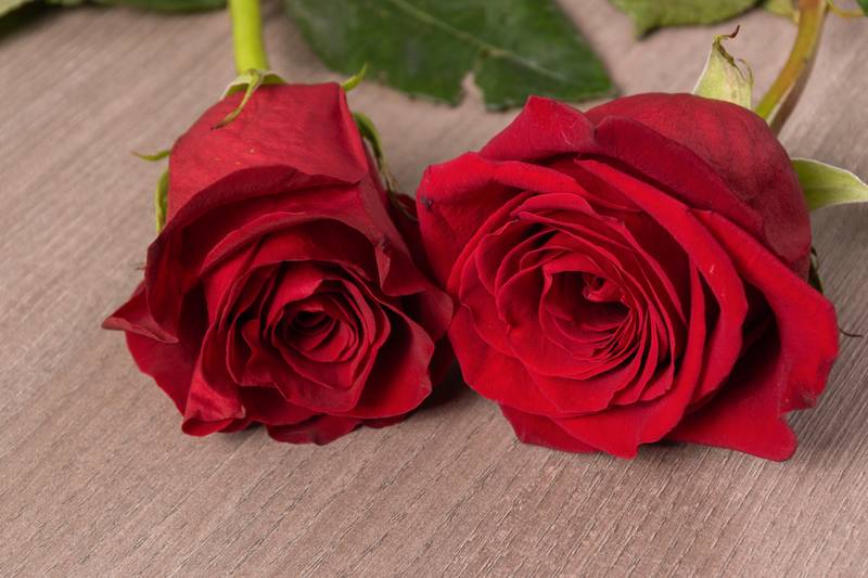 two red flowers, detail of the texture of the petals, floral decoration