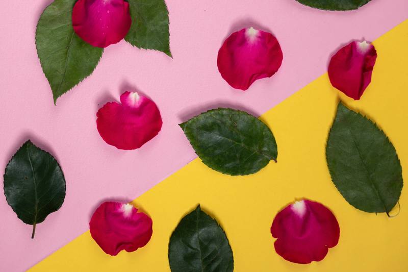 pink rose petals and fresh rose leaves, floral design