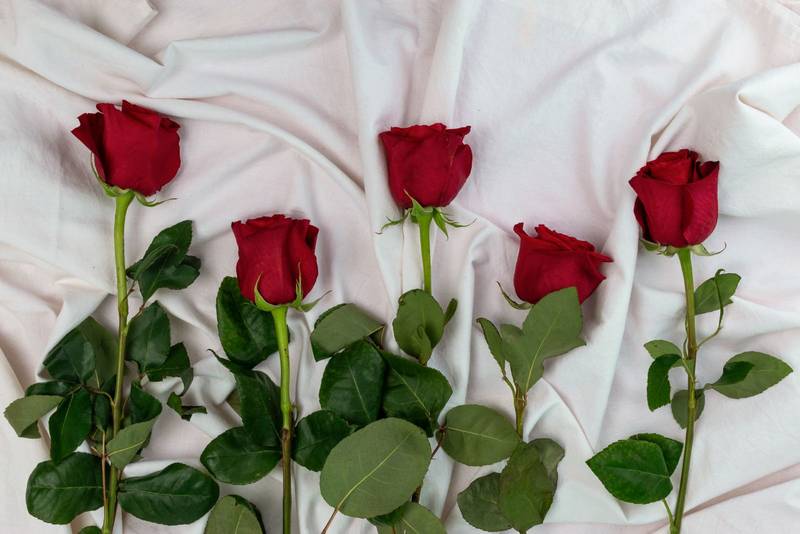 several red roses lying down and scattered on a white cloth, detail of a bouquet of fresh and natural flowers