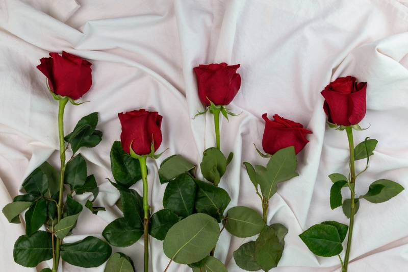 several red roses lying down and scattered on a white cloth, detail of a bouquet of fresh and natural flowers