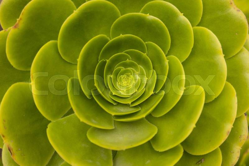 texture of the leaves of a plant with circular shape, organic